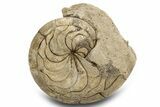 Fossil Nautilus (Aturia) - Boujdour, Morocco #306925-1